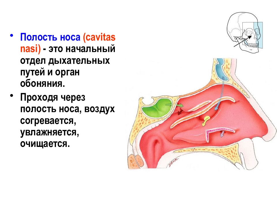 В носовой полости согревается