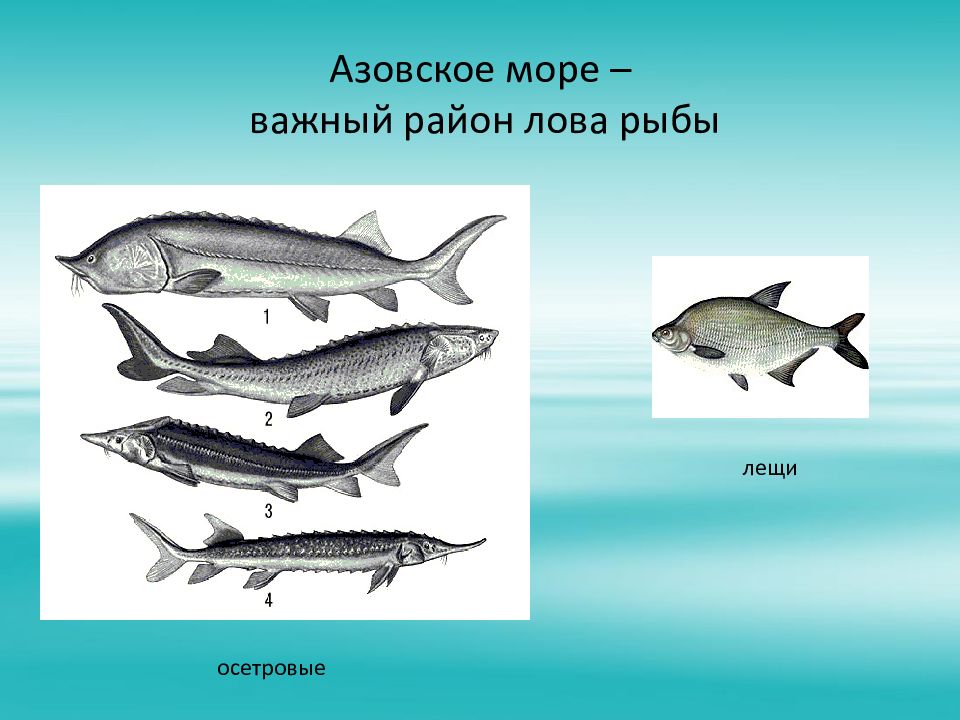 Какое животное ориентируется в азовском море. Промысловые рыбы Азовского моря. Осетр в Азовском море. Осетровые в Азовском море. Азовское море важный район лова рыбы.