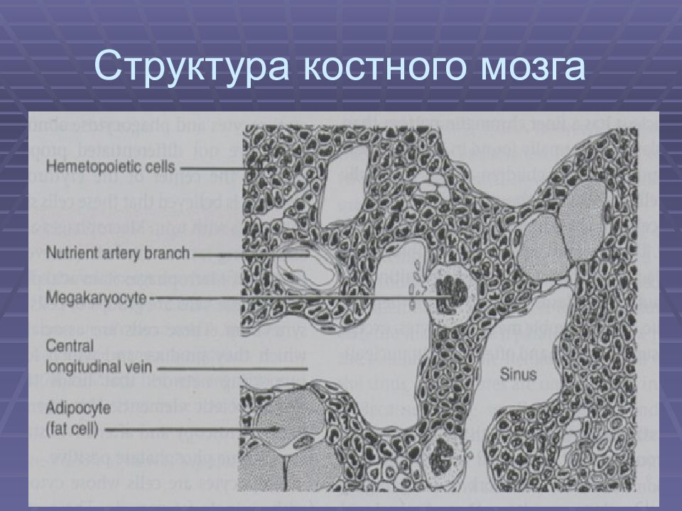 Красный костный мозг строение