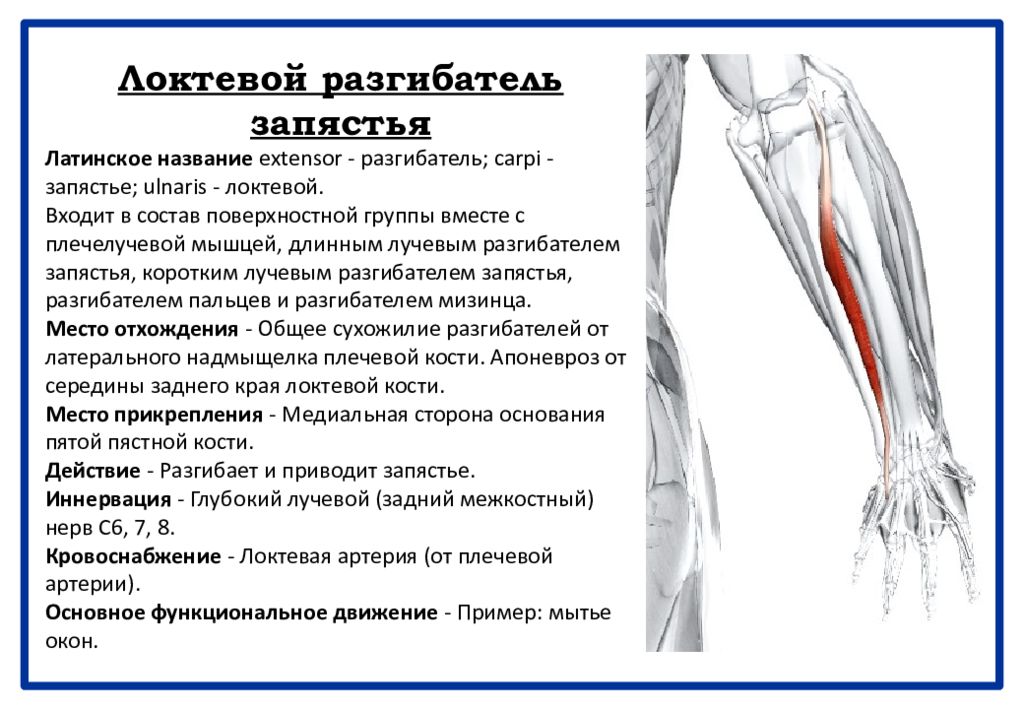 Мышцы разгибатели. Основной разгибатель локтевого сустава. Локтевой разгибатель запястья. Мышцы сгибатели и разгибатели локтевого сустава. Мышцы разгибатели локтевого сустава.