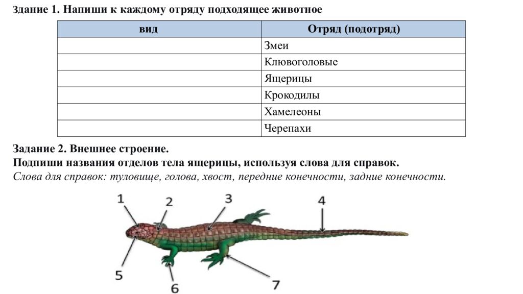 Общая характеристика пресмыкающихся
