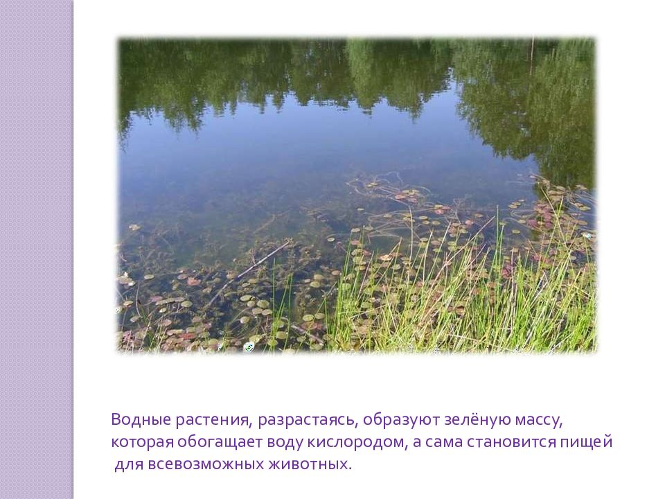 Примеры природных сообществ озеро. Природное сообщество озеро. Природное сообщество озера презентация. Озеро как сообщество, растения и животные. Рассказ о природном сообществе озеро.