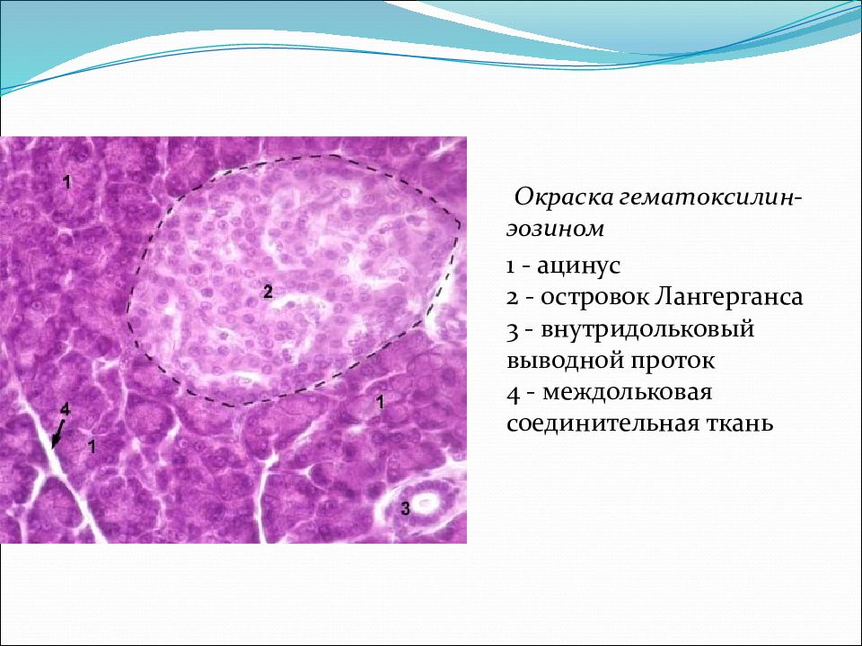 Тимус гематоксилин эозин рисунок