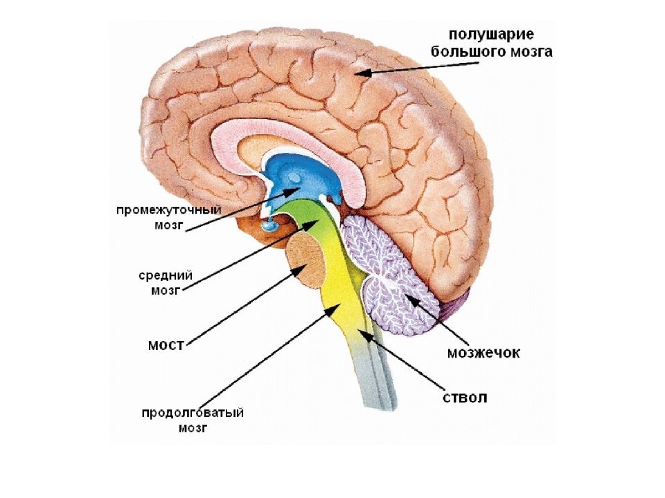 Отделы головного мозга картинка с подписями