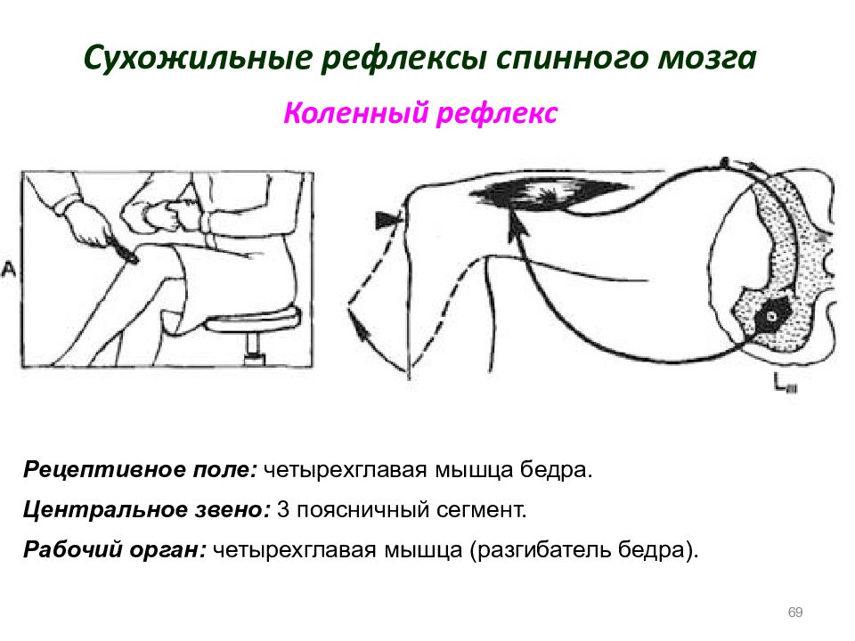 Схема сухожильного рефлекса