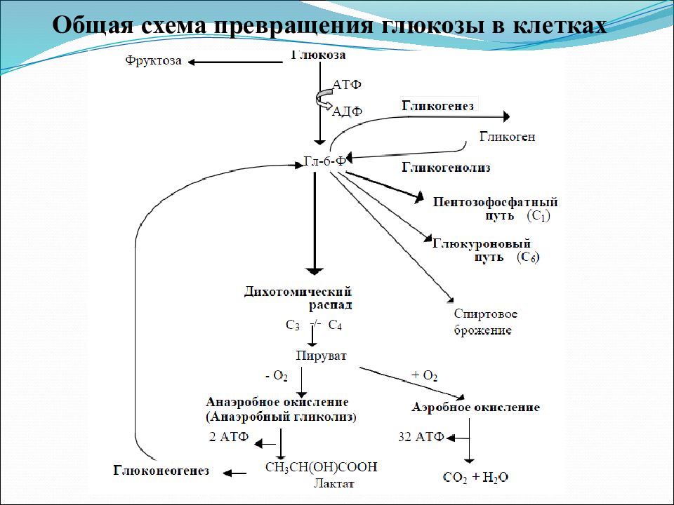 Обмен глюкозы. Превращение Глюкозы в гликоген реакции. Схема превращения гликогена. Схема распада Глюкозы гликогена. Схема превращения гликогена в глюкозу.