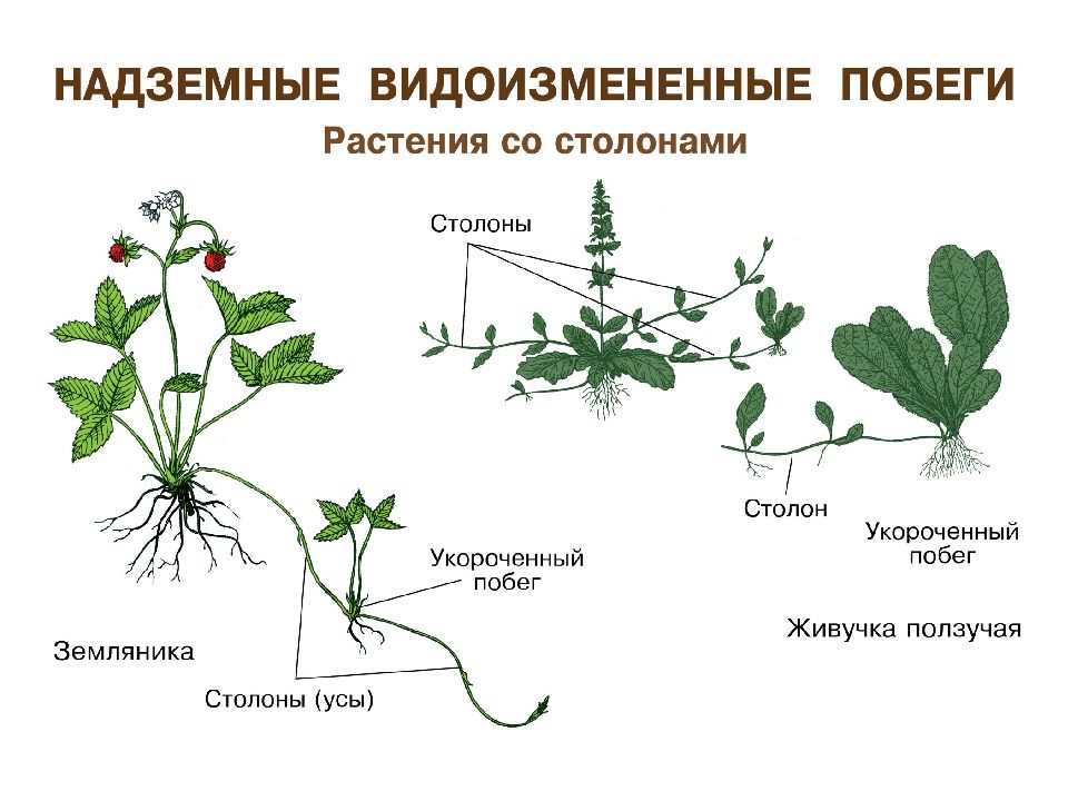Строение растения. Усики строение растений. Вегетативное размножение культурных растений. Вегетативные клетки растений.
