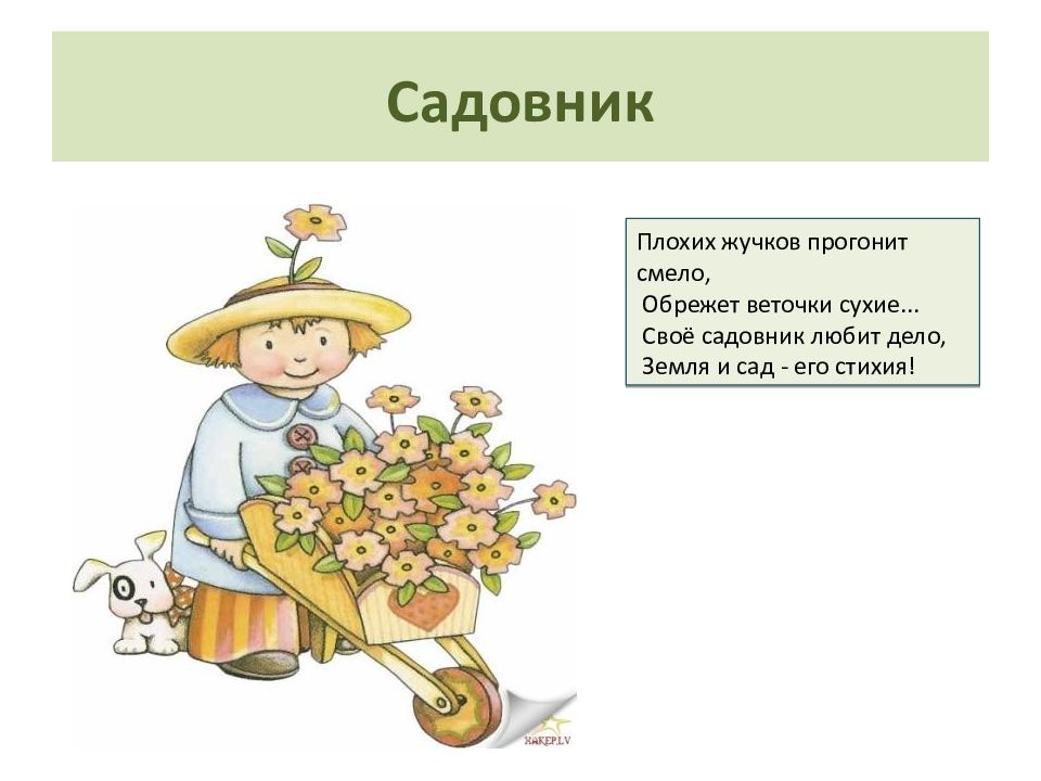 Садовод какую работу выполняют люди этой профессии. Загадка про садовника для детей. Загадки про садовника для дошкольников. Загадка про садовода для детей. Стихотворение садовник.