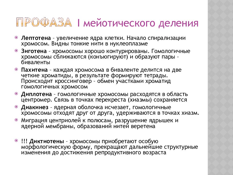 Увеличение ядра. Диктиотена. Стадии профазы мейоза 1 лептотена. Профаза первого деления мейоза процессы лептотена. Фаза диктиотены.