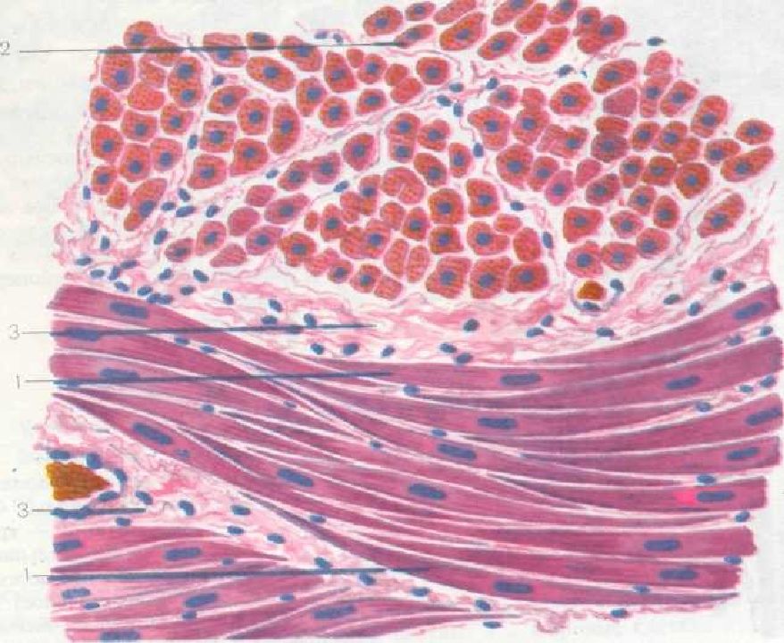 Клетки мышц. Мезенхимальная мышечная ткань. Мышечная ткань мезенхимного происхождения гистология. Возбудимые ткани мышечная ткань. Гладкая мышечная ткань мезенхимного типа.