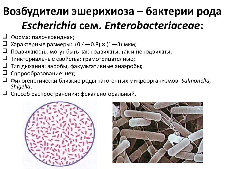 Эшерихии микробиология презентация