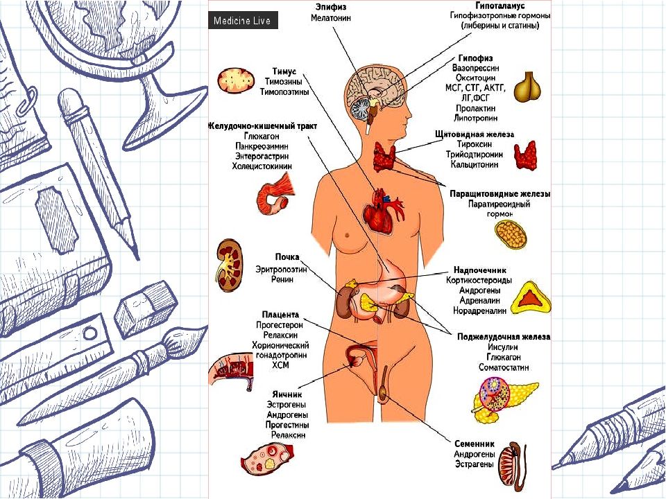 Эндокринная система презентация на английском