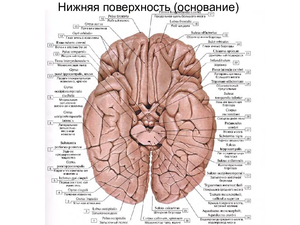 Борозды головного мозга схема