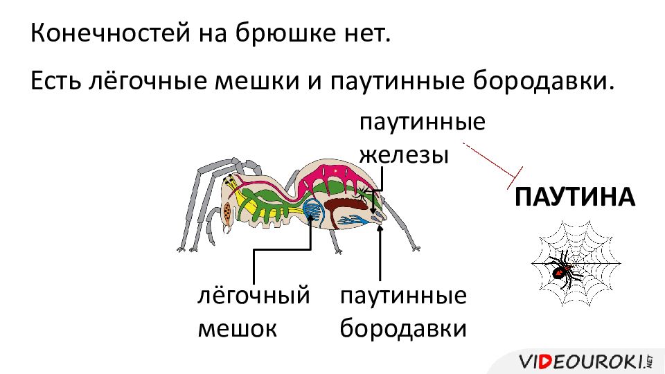 Паукообразные паутинные железы. Класс паукообразные нервная система. Органы чувств паукообразных. Усики у паукообразных. Легочные мешки у паукообразных.