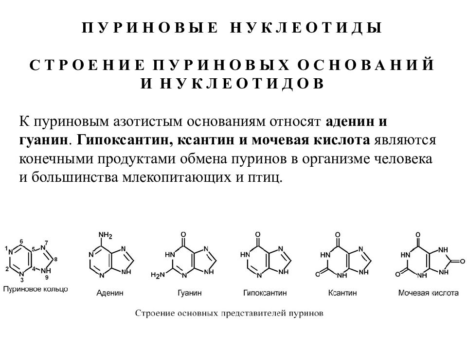 Пуриновыми нуклеотидами являются. Строение пуриновых нуклеотидов. Пуриновые нуклеотиды примеры. Строение пуриновых оснований. Состав пуриновых нуклеотидов.