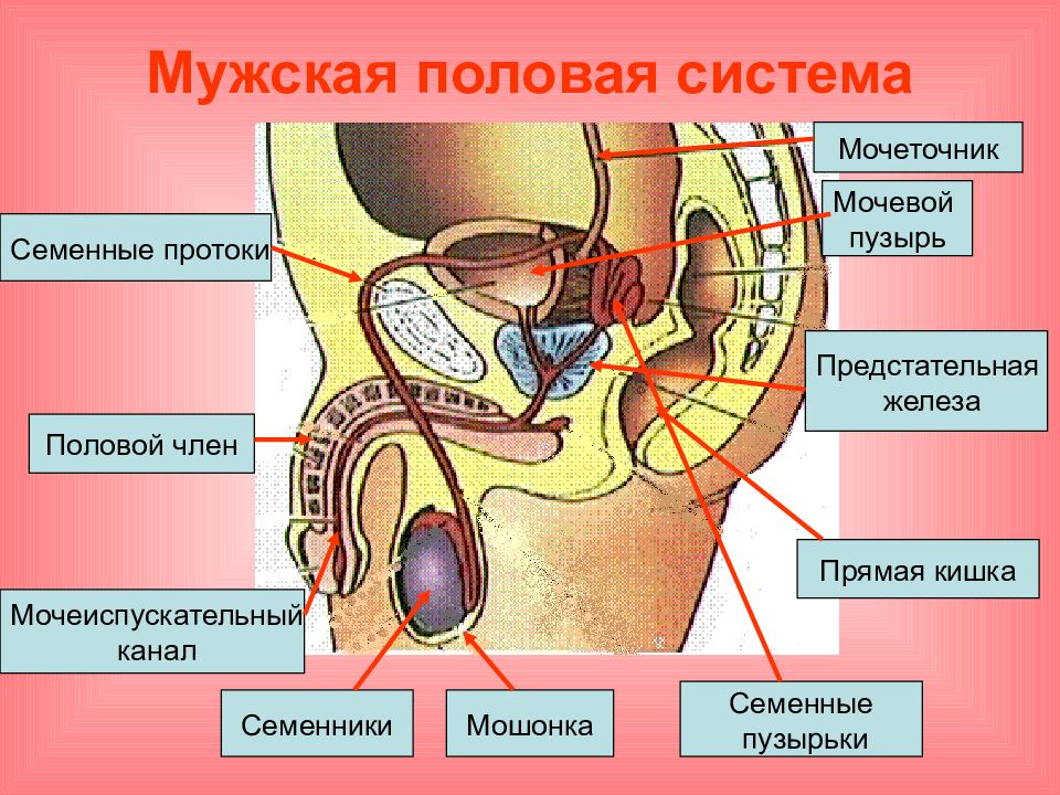 Анатомия репродуктивной системы мужчины. Мужская половая система строение.