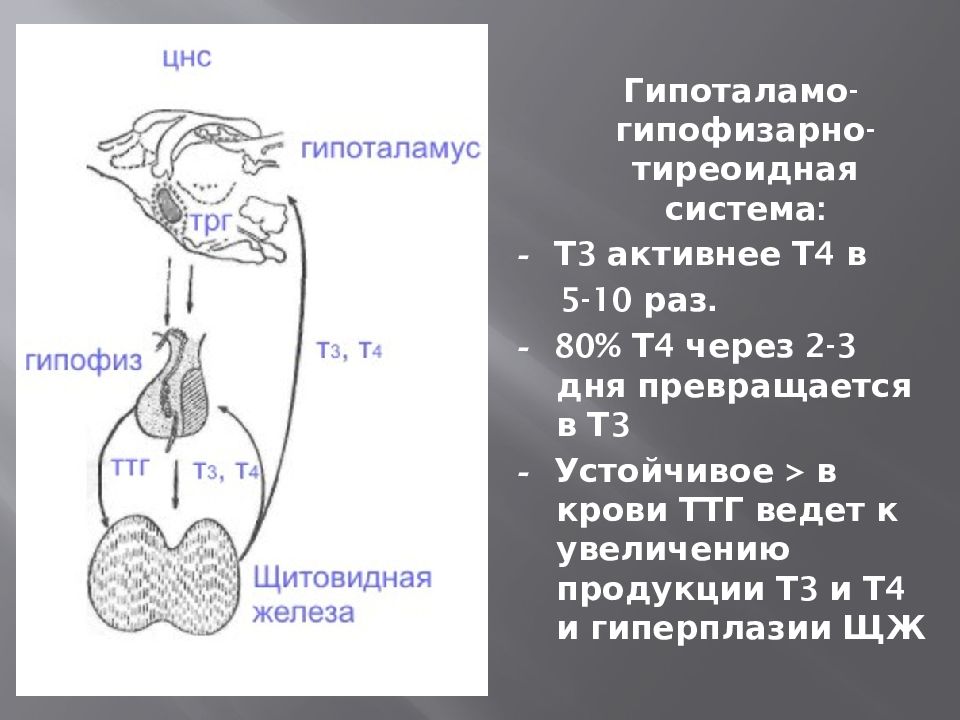 Гипоталамус гипофиз щитовидная железа схема