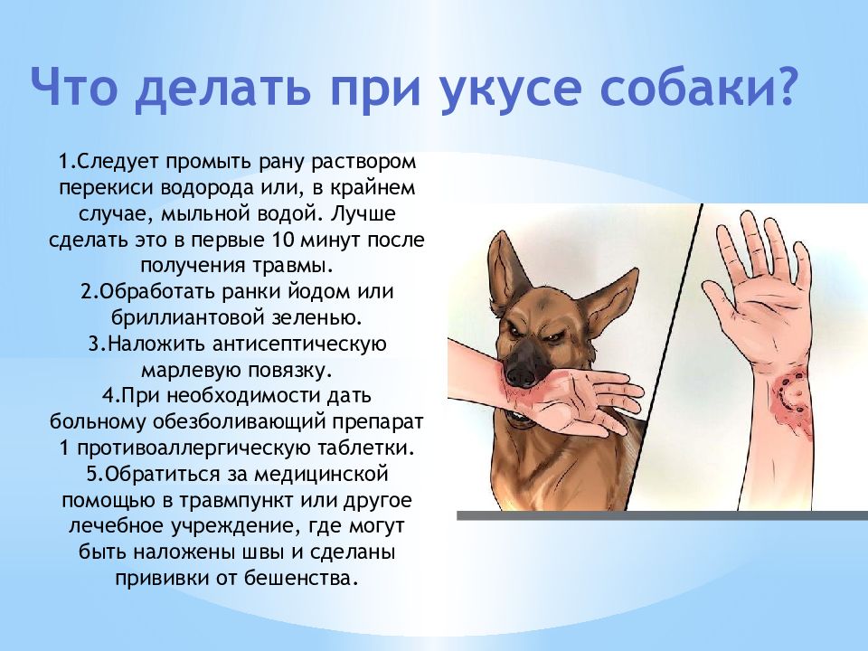 Антибиотики при укусе собаки. Помощь при укусе собаки. Действия при укусе собаки. Первая помощь при собачьем укусе.