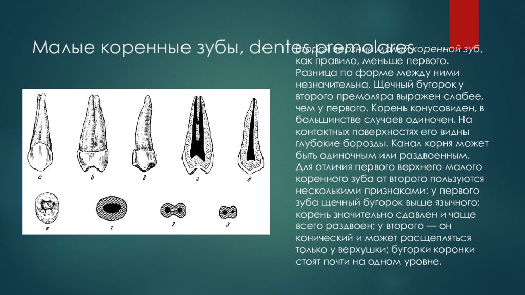 Коренные зубы вторым. Верхний малый коренной зуб анатомия. Премоляры верхней челюсти анатомия. Второй премоляр верхней челюсти анатомия. Первый премоляр верхней челюсти анатомия.