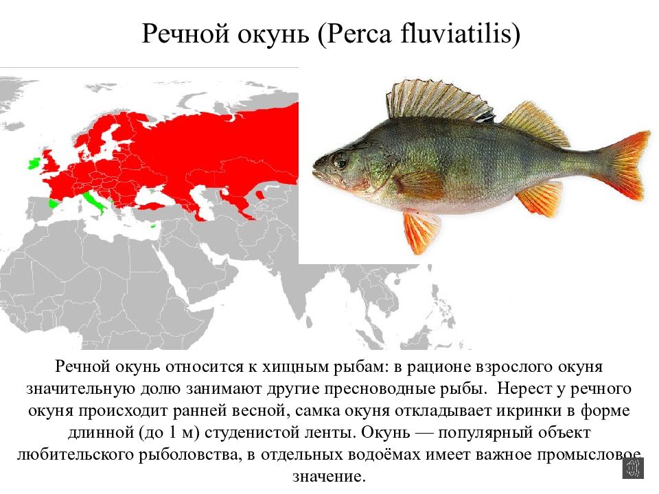 Ареал обитания окуня. Ареал окуня обыкновенного. Ареал обитания речного окуня. Речной окунь perca fluviatilis. Речной окунь ареал.