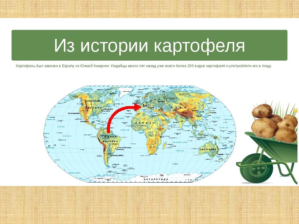 Откуда картошка в россии. Ареал распространения картофеля. Карта распространения картофеля. История картофеля. Распространение картофеля в мире.