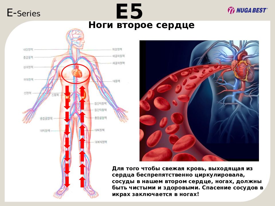 Сердце в ноге. Ноги это второе сердце. Стопа второе сердце человека.