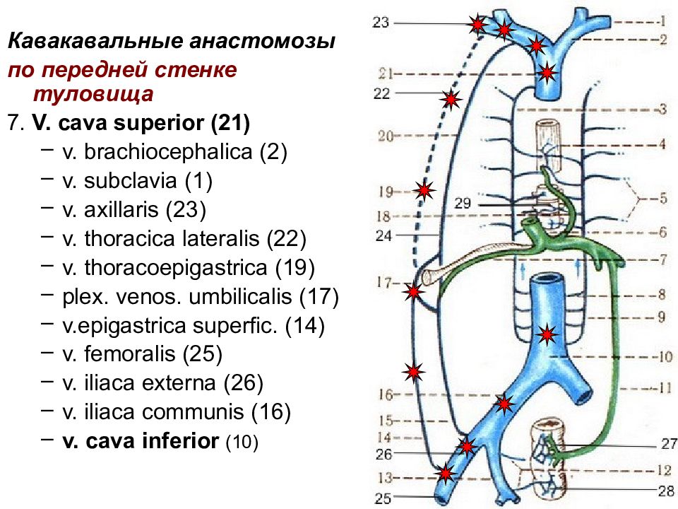 Портокавальные анастомозы презентация