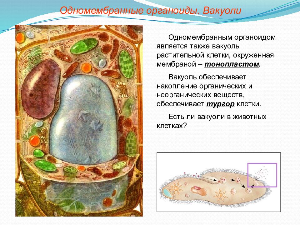 Экскурсия клетки. Вакуоль тонопласт. Строение растительной клетки одномембранных органоидов. Строение растительной клетки тонопласт. Вакуоли одномембранные.