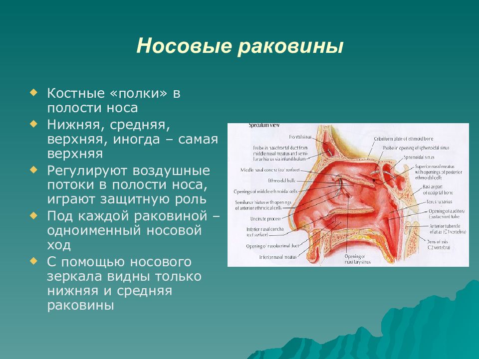 Нижняя верхняя носовая раковина. Строение носовой полости человека. Строение носовых раковин. Нижняя носовая раковина. Носовые раковины анатомия.