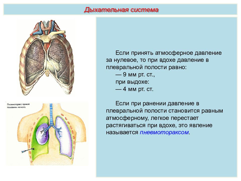 Значение дыхания органы дыхания конспект кратко. Тема дыхательная система. Задачи дыхательной системы. Проект органы дыхания. Доклад на тему дыхательная система.