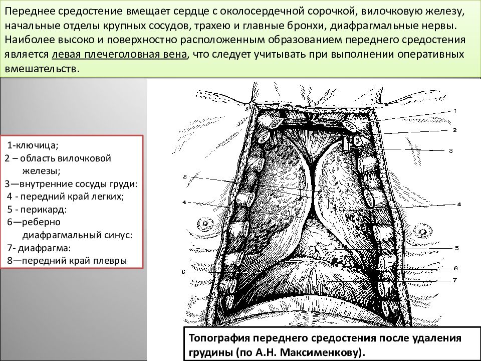 Чем образованы стенки средостения