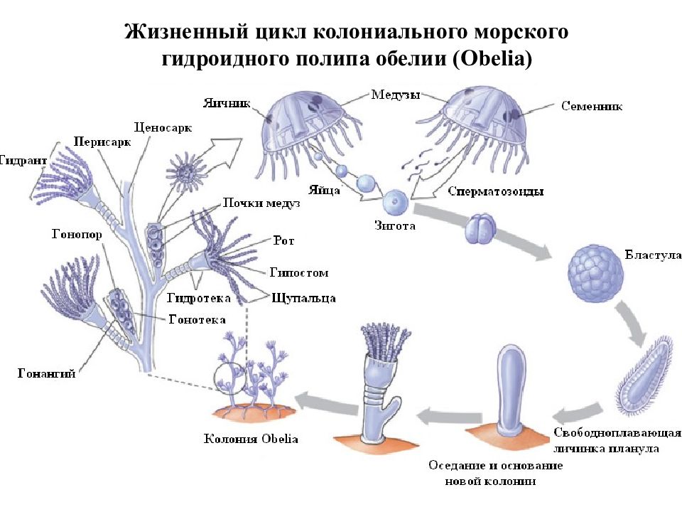 Жизненный цикл полипа