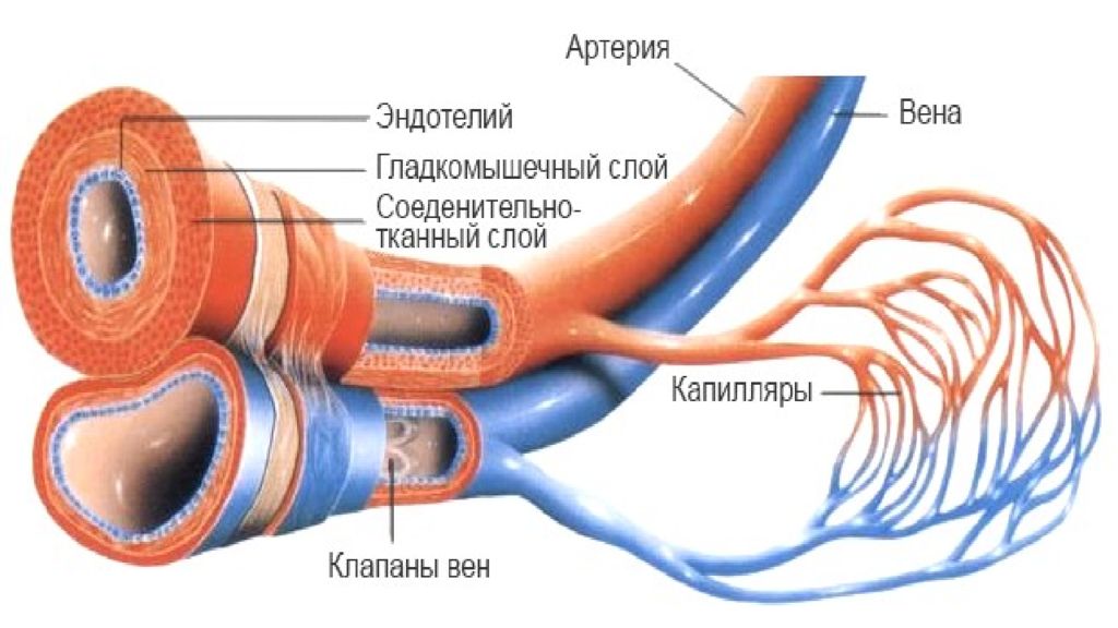 Три слоя артерий. Кровеносные сосуды Вена артерия капилляр. Сосуды вены артерии венулы. Артерия Вена артериола венула. Артерия артериола венулы Вена.