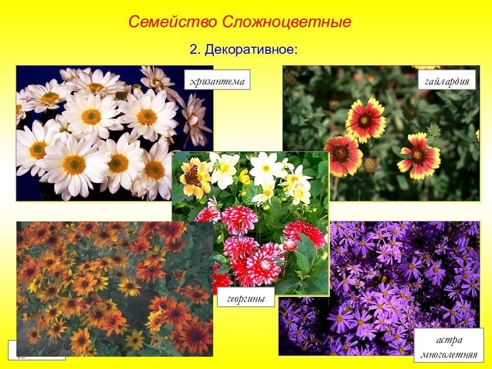 Покрытосеменные семейство сложноцветные. Представители сложноцветных растений. Декоративные Сложноцветные растения. Сложноцветные Астровые представители. Chrysanthemum семейства Asteraceae.