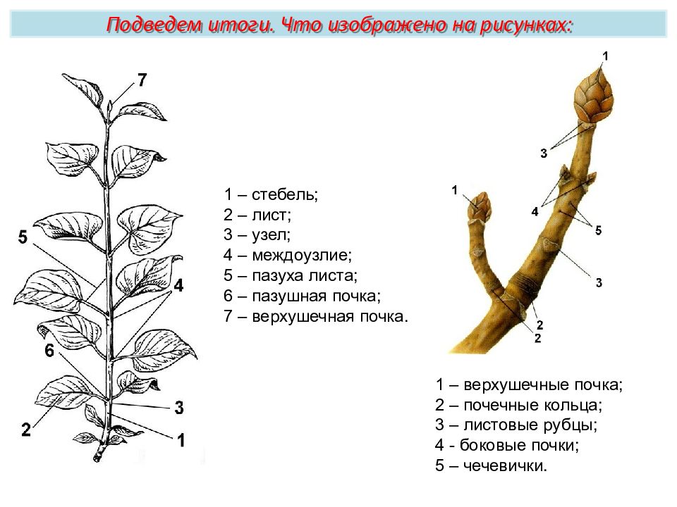 Ветки биология 6 класс. Строение побега яблони. Морфология побега древесных растений. Строение облиственного побега. ПАЗУШНАЯ почка, лист, междоузлие..