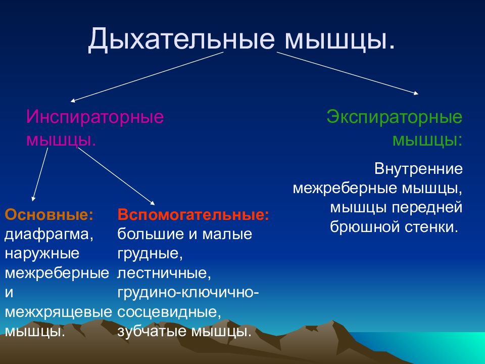 Мышечным дыханием. Вспомогательные инспираторные дыхательные мышцы. Основные дыхательные мышцы. Экспираторные мышцы основные и вспомогательные. Основная и вспомогательная дыхательная мускулатура.