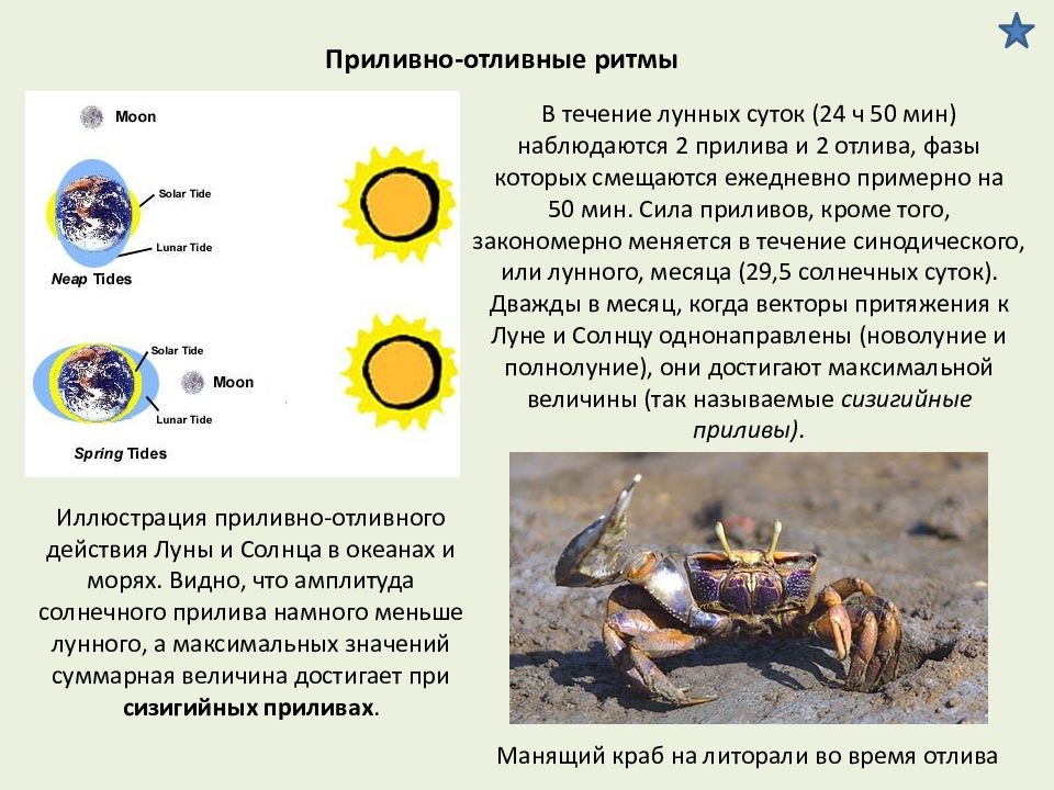 Что обуславливает приливно отливную деятельность морей. Приливно-отливные биологические ритмы. Приливно отливные ритмы доклад. Величина лунных и солнечных приливов. Примеры приливно отливных ритмов.