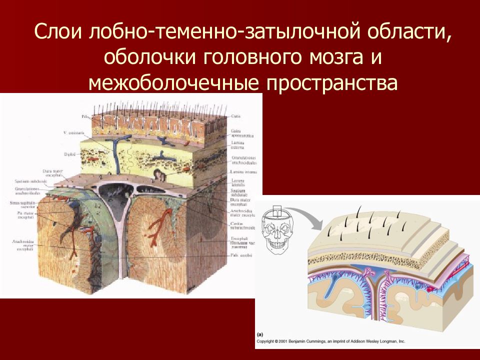 Анатомия мозгового отдела головы