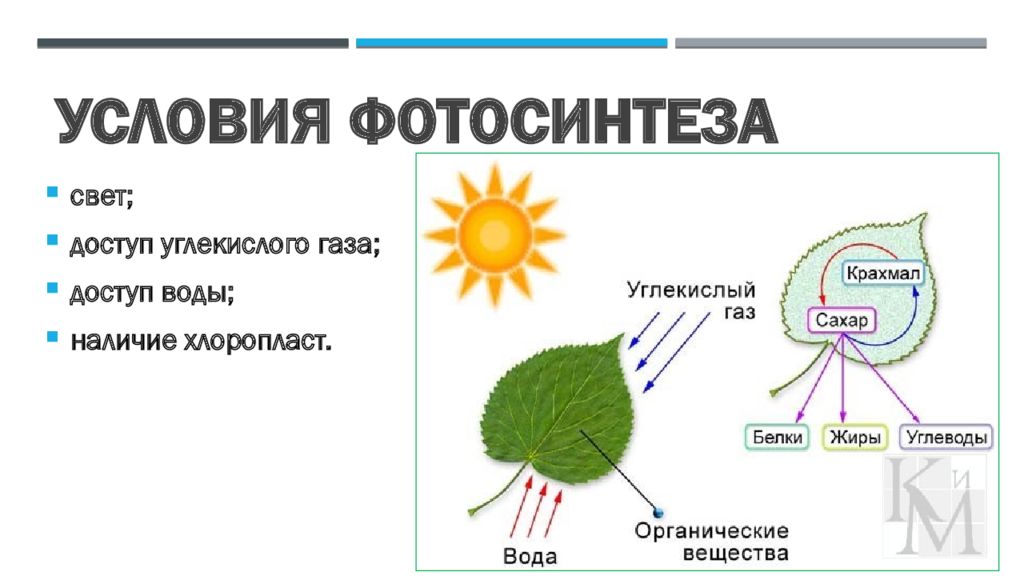 Процесс фотосинтеза рисунок