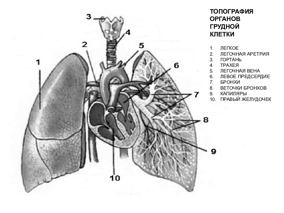 Топография легких. Топография трахеи. Трахея и бронхи топография. Топография органов грудной клетки. Строение легких человека.