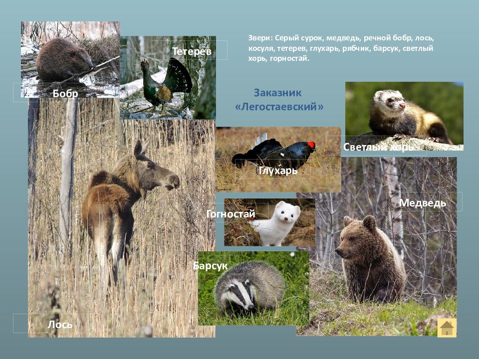 волк лиса рысь. куница горностай барсук. отметь млекопитающих. барсук волк лиса. лось и куница.