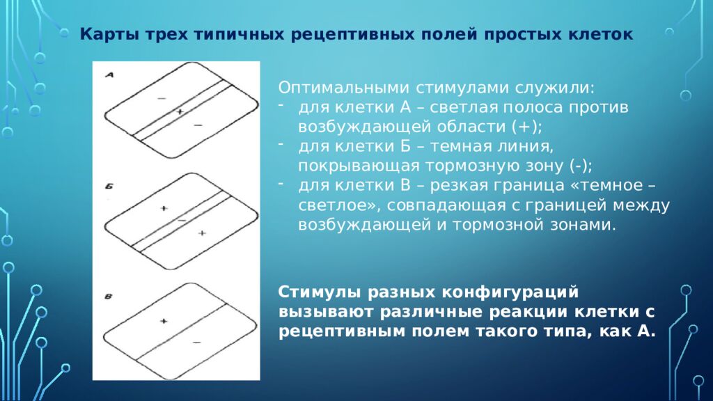Нейроны зрительной коры: детекторы признаков и их иерархия