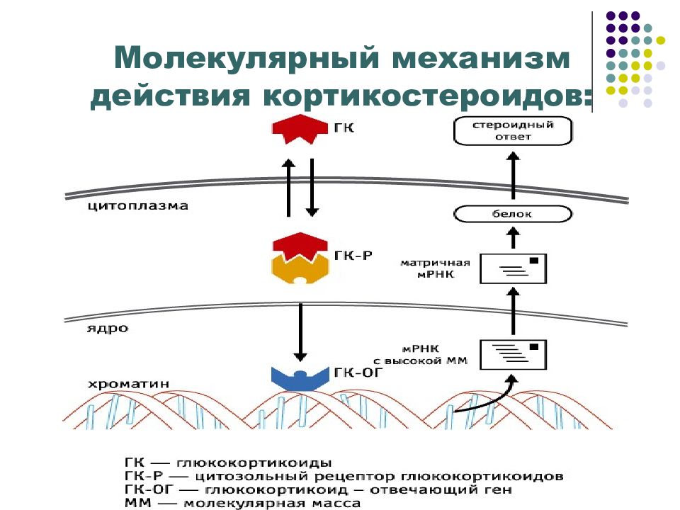 Глюкокортикоиды биохимия презентация