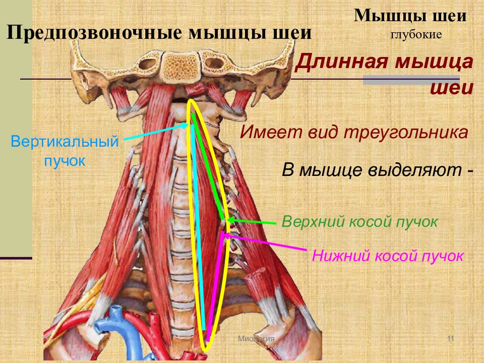 Длина мышц. Глубокие предпозвоночные мышцы шеи. Длиннейшая мышца шеи анатомия. Длиннейшая мышца головы длиннейшая мышца головы. Глубокие мышцы шеи медиальная группа.