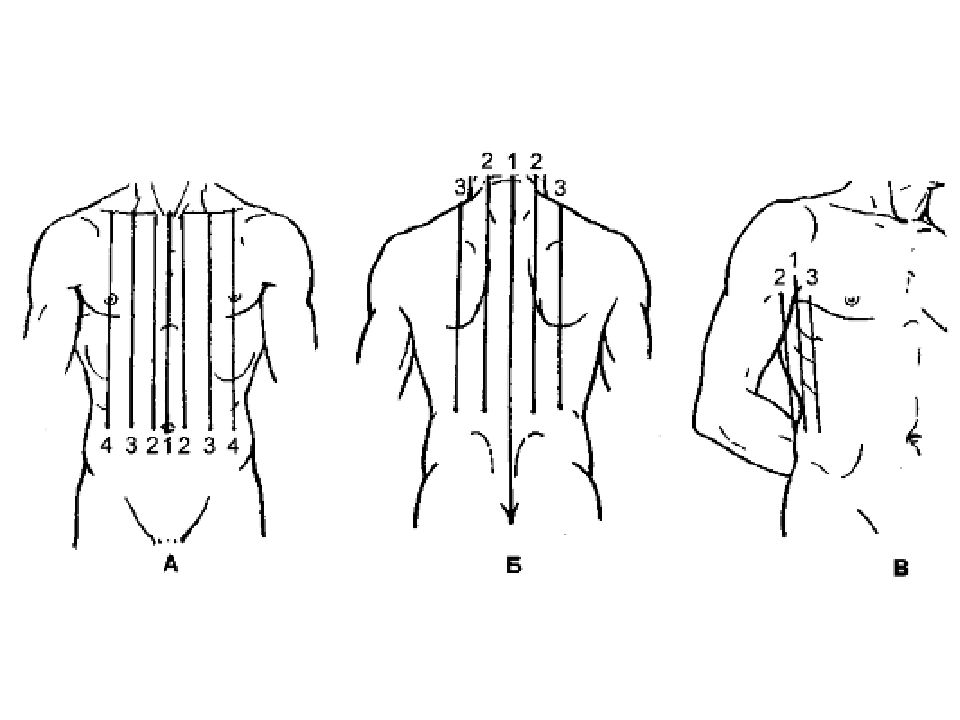 Линии грудной клетки человека схема