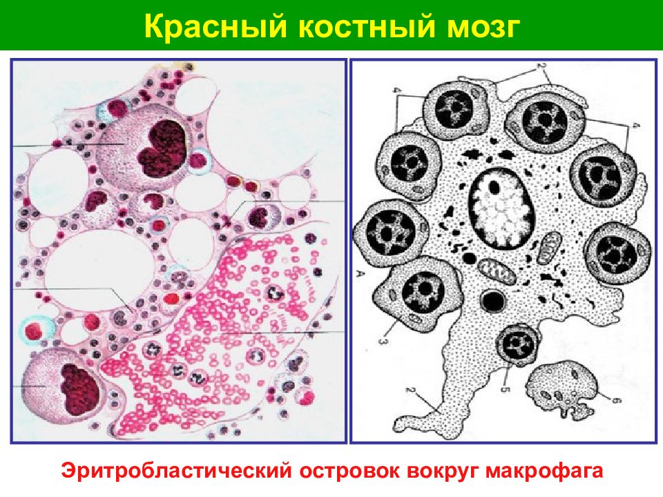 Органы кроветворения гистология презентация