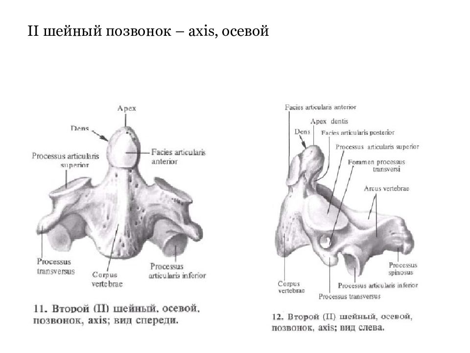 Второй шейный позвонок фото
