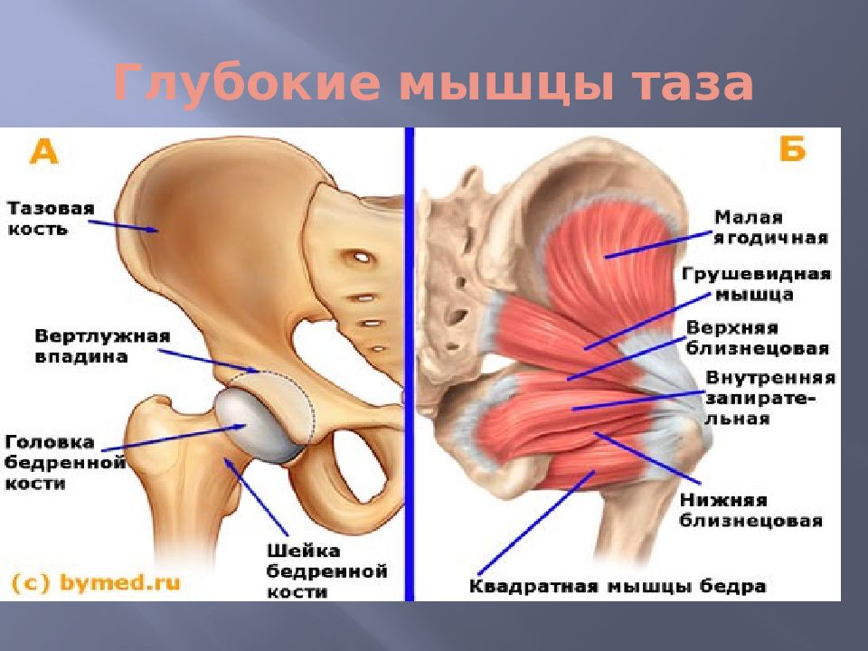 Мышцы таза схема