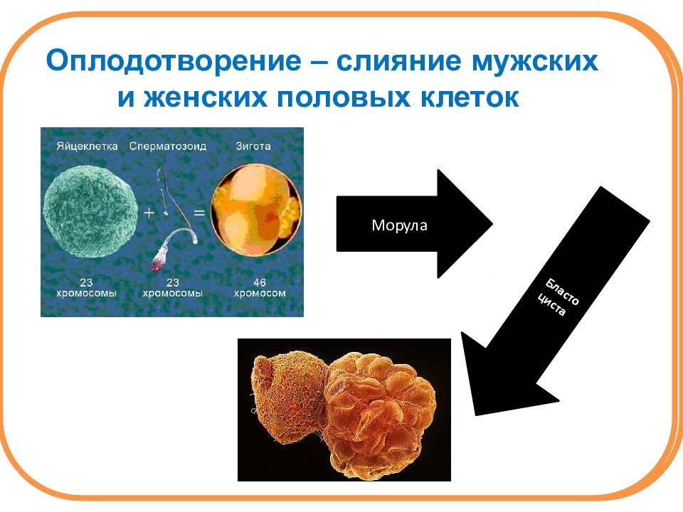 Процесс слияния мужской и женской клеток называется