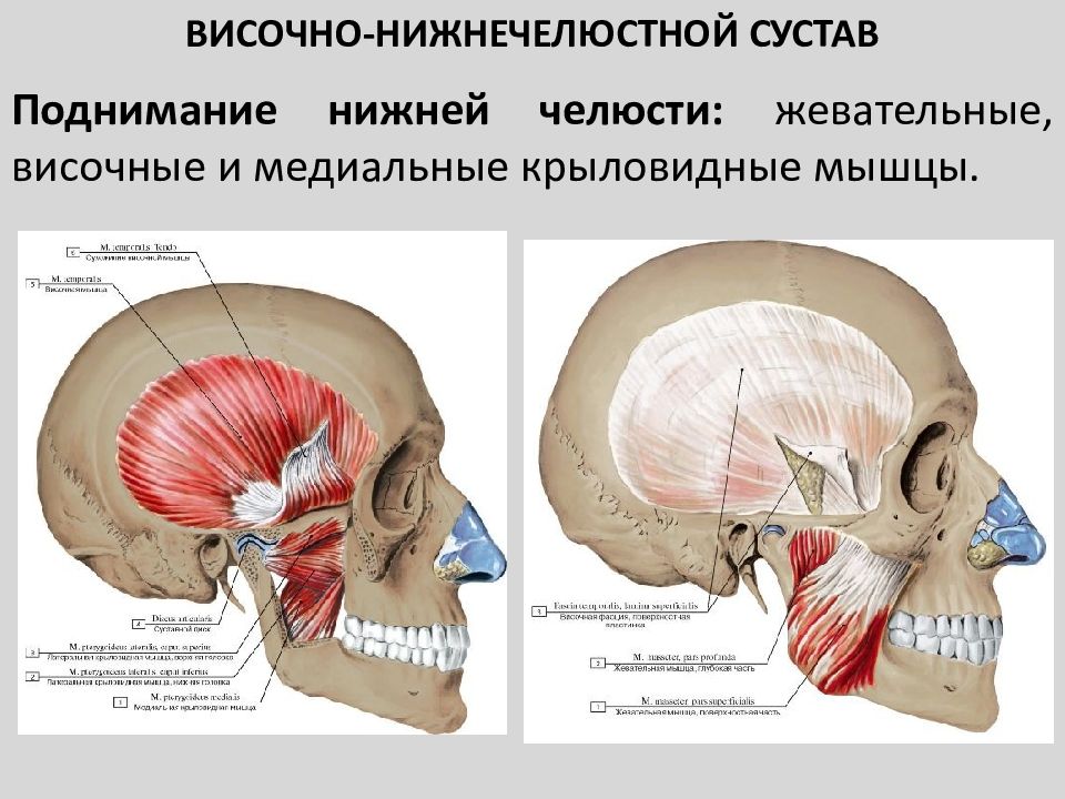 Основные принципы комплексного лечения заболеваний внчс и жевательных мышц презентация